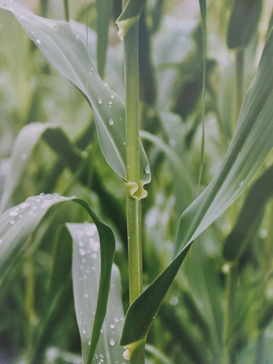 以草代木、天然抗菌、可自然降解，新鄉(xiāng)化纖開創(chuàng)新的&ldquo;傳奇&rdquo;&mdash;&mdash;菌草纖維 