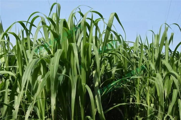 以草代木、天然抗菌、可自然降解，新鄉(xiāng)化纖開創(chuàng)新的&ldquo;傳奇&rdquo;&mdash;&mdash;菌草纖維 